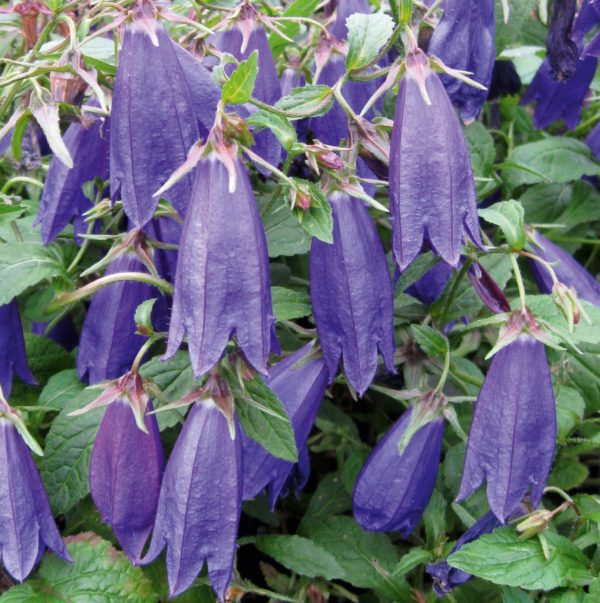 Campanula x Hybrida Campanello Blue Perennial Plug Plants Pack x6
