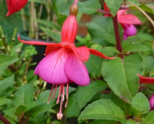 Fuchsia Hardy Bush 'Empress Of Prussia' Garden Plug Plants Pack x6