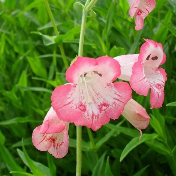 Penstemon 'Flamingo' Perennial Garden Plug Plants Pack x6