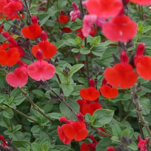 Salvia Red 'Royal Bumble’ Perennial Garden Plug Plants Pack x6