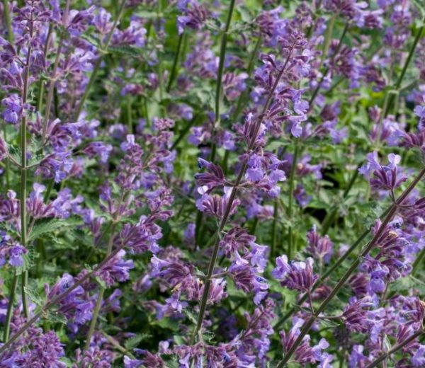Nepeta Mussinii ( Catmint ) Perennial Garden Plug Plants Pack x6