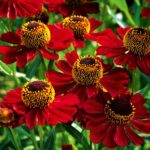 Helenium 'Rubinzwerg' Perennial XXL Supersize Plug Plants Pack x3