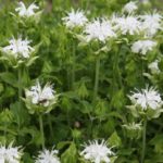Monarda White 'Schneewittchen' Perennial XXL Supersize Plug Plants Pack x3
