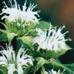Monarda White 'Schneewittchen' Perennial XXL Supersize Plug Plants Pack x3