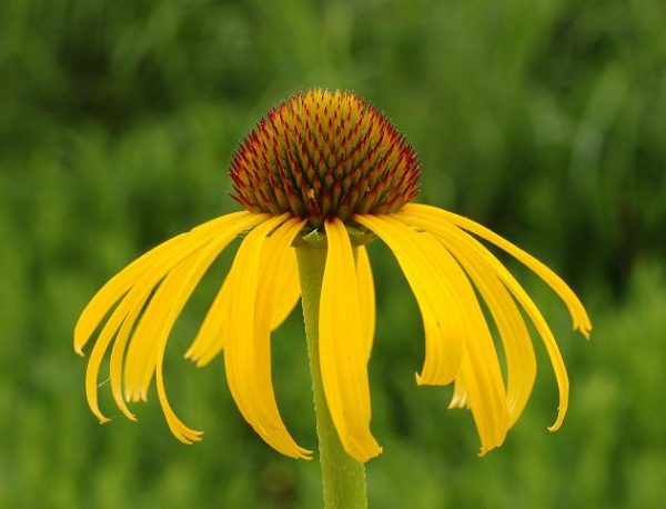 Echinacea (Coneflower) Paradoxa Perennial XXL Supersize Plug Plants Pack x3