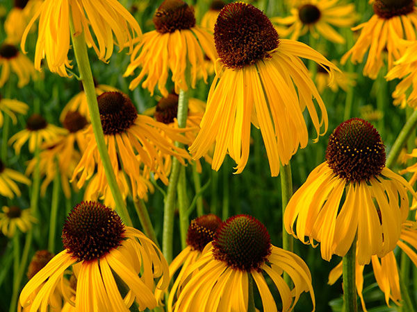 Echinacea (Coneflower) Paradoxa Perennial XXL Supersize Plug Plants Pack x3