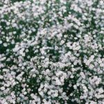 Gypsophila Paniculata Bristol Fairy™ Perennial XXL Supersize Plug Plants Pack x3