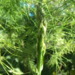 Asparagus Officinalis 'Connover's Colossal' XXL Supersize Plug Plants Pack x3