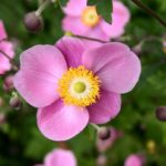 Japanese Anemone Hupehensis 'Praecox' LARGE Supersize Plug Plants Pack x3