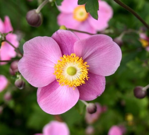 Japanese Anemone Hupehensis 'Praecox' LARGE Supersize Plug Plants Pack x3