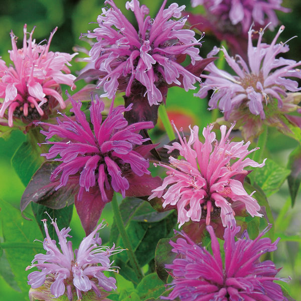 Monarda Didyma 'Bergamont' Mixed Perennial Plug Plants Pack x 6