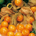 Physalis Peruviana 'Goldvital® Fruit Bush Plug Plants Pack x6