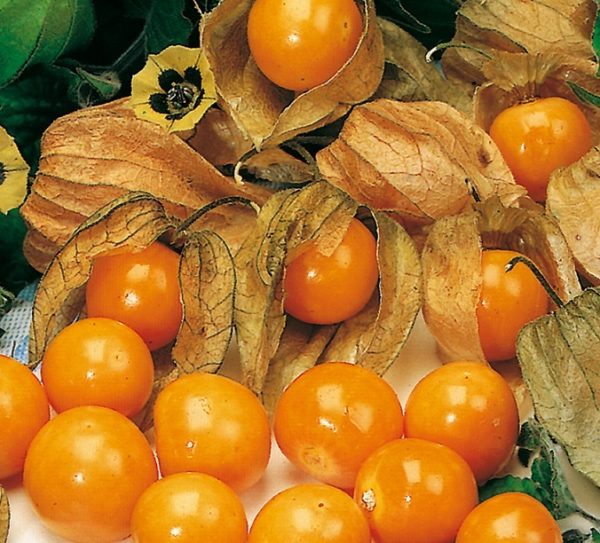 Physalis Peruviana 'Goldvital® Fruit Bush Plug Plants Pack x6