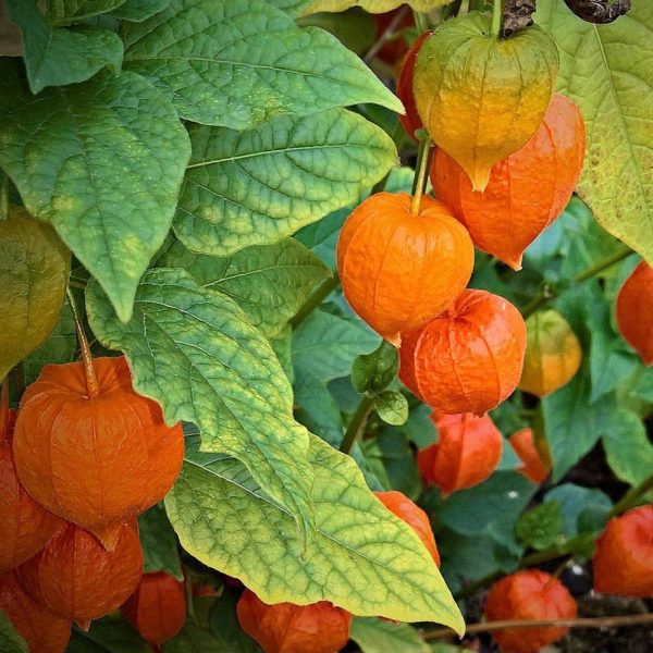 Physalis Peruviana 'Goldvital® Fruit Bush Plug Plants Pack x6