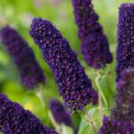 Buddleja Summer Bird® 'Compact Purple' Perennial Plug Plants Pack x6