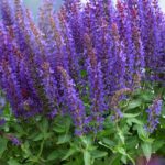 Salvia Nemorosa Sensation™ Compact Violet Plug Plants Pack x6