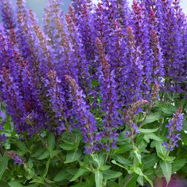 Salvia Nemorosa Sensation™ Compact Violet Plug Plants Pack x6