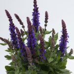 Salvia Nemorosa Sensation™ Compact Violet Plug Plants Pack x6