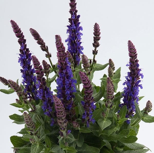 Salvia Nemorosa Sensation™ Compact Violet Plug Plants Pack x6