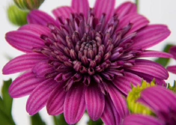 Osteospermum Erato® 'Double Purple' Summer Plug Plants Pack x6