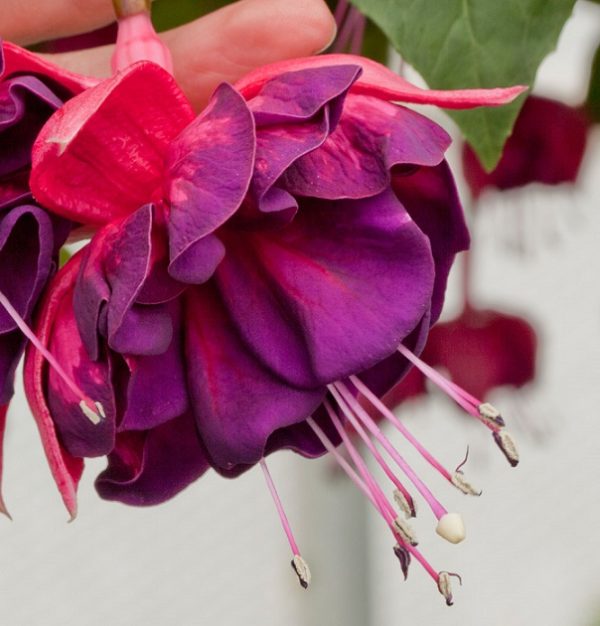 Fuchsia Giant Trailing Marbeller 'Purple Rain' Summer Plug Plants Pack x6