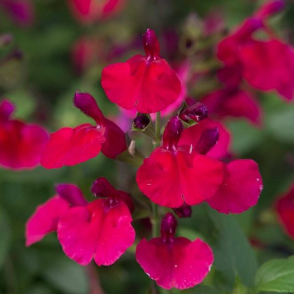 Salvia Greggii Mirage™ 'Cherry Red' Perennial Garden Plug Plants Pack x6