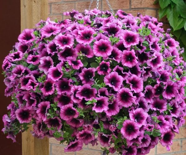 Petunia Trailing Pegasus® Velvet Heart Plug Plants Pack x6