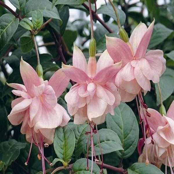 Fuchsia Semi Trailing 'Southgate' Garden Plug Plants Pack x6