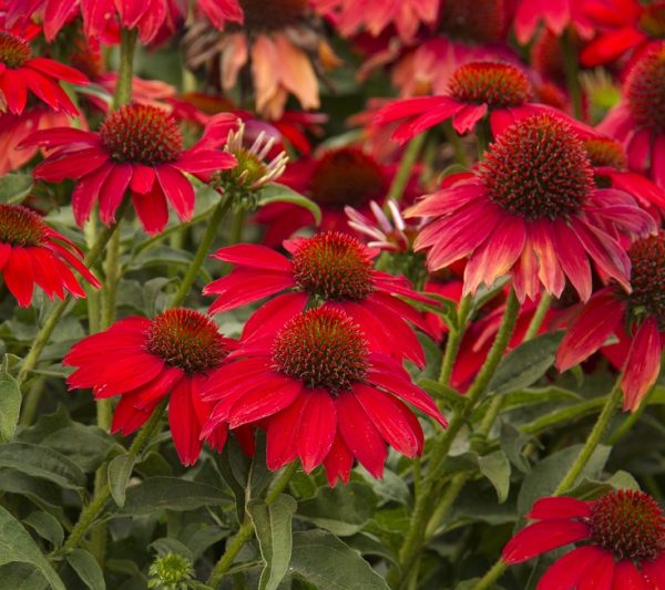 Echinacea (Coneflower) Sombrero® Salsa Red Perennial LARGE Plug Plants Pack x6