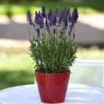 Lavender Lavandula Angustifolia Blue Spear Plug Plants Pack x6