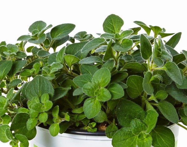Oregano Hot Spicy 'Poncho® Perennial Herb Plug Plants Pack x6