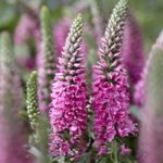 Veronica Spicata 'Bubblegum Candles' Perennial Plug Plants Pack x6
