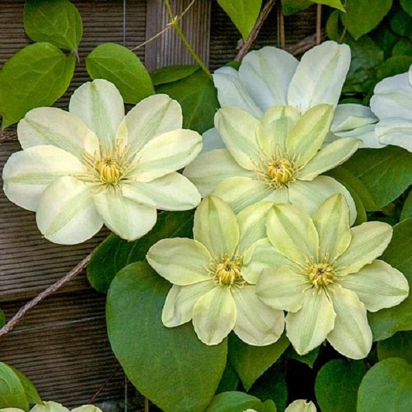 Clematis Hybrid 'Guernsey Cream' Climbing Shrub Plug Plants Pack x6