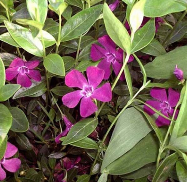 Vinca Minor Verino® Perennial Garden Plug Plants Pack x6