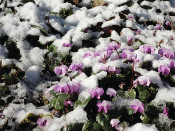 Cyclamen Coum Icebrake Mix Perennial Plug Plants Pack x6