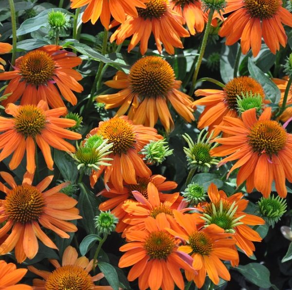 Echinacea (Coneflower) Papallo® Classic Orange Perennial Plug Plants Pack x6
