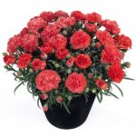Dianthus Sunflor® 'Orange Bling Bling' Pinks Perennial Plug Plants Pack x6