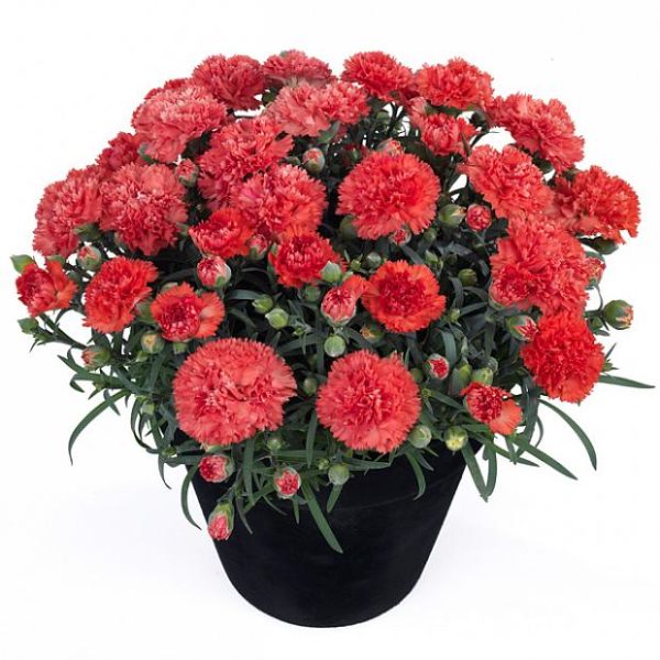 Dianthus Sunflor® 'Orange Bling Bling' Pinks Perennial Plug Plants Pack x6