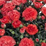 Dianthus Sunflor® 'Orange Bling Bling' Pinks Perennial Plug Plants Pack x6