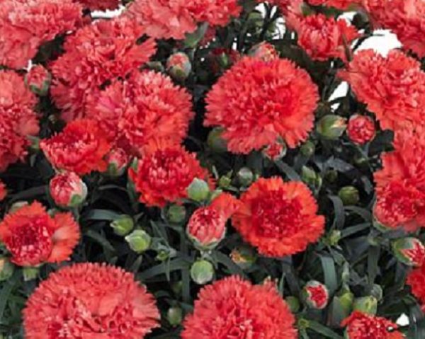 Dianthus Sunflor® 'Orange Bling Bling' Pinks Perennial Plug Plants Pack x6
