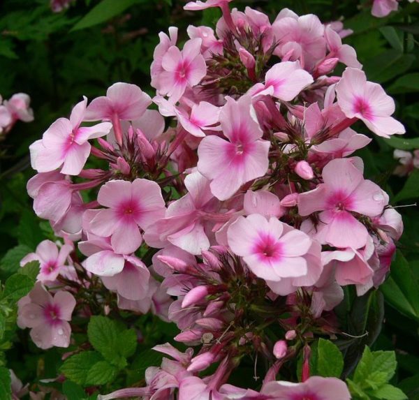 Phlox Paniculata 'Bright Eyes' Perennial Garden Plug Plants Pack x6