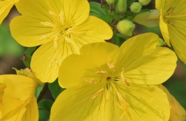 Oenothera 'Evening Primrose' Perennial Garden Plug Plants Pack x6