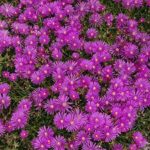 Delosperma 'Cooperi' Perennial Garden Plug Plants Pack x6