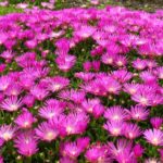 Delosperma 'Cooperi' Perennial Garden Plug Plants Pack x6