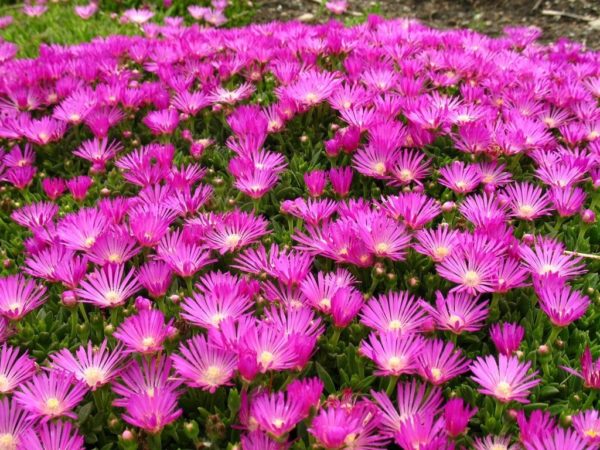 Delosperma 'Cooperi' Perennial Garden Plug Plants Pack x6