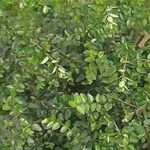 Lonicera Nitida Maigrun Green Perennial Garden Shrub Hedging Plug Plants Pack X6