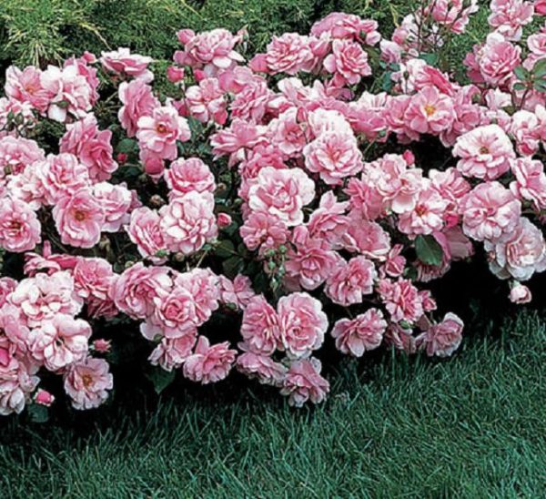 Rosa Polyantha 'The Fairy' Angel Minature Rose XXL Plug Plants Pack x3