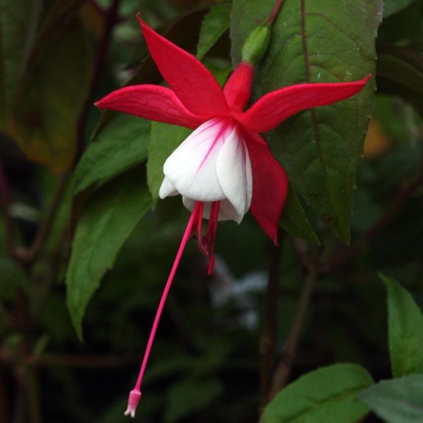 Fuchsia Hardy Bush 'White Pixie' Summer Garden Plug Plants Pack x6