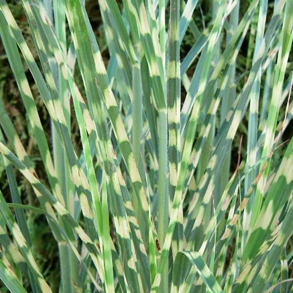 Grass Perennial Sinensis ‘Strictus’ Large Plug Plants Pack x6