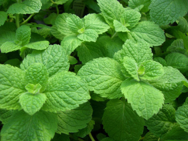 Mint Applemint Mentha Garden Herb Perennial XXL Supersize Plug Plants Pack x3